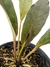 Anthurium cf. hookeri 'Black Dragon' G - Folhas Raras