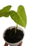 Philodendron lupinum 'Green' - comprar online