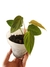 Philodendron 'Fuzzy petiole'