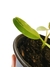 Philodendron domesticum 'variegatum' P - comprar online