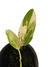Philodendron domesticum 'variegatum' P na internet