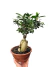 Ficus microcarpa 'Ginseng'