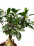Ficus microcarpa 'Ginseng' - comprar online