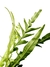 Drynaria coronans - comprar online