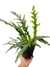 Drynaria coronans