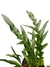 Drynaria coronans na internet