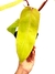Philodendron 'Painted Lady' - comprar online