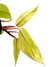 Philodendron 'Painted Lady' - Folhas Raras