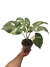 Monstera 'Thai Constellation' (variegata)