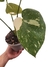 Monstera 'Thai Constellation' (variegata) - Folhas Raras