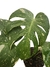 Monstera 'Thai Constellation' (variegata) - comprar online