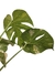 Monstera 'Thai Constellation' (variegata) - loja online