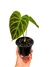 Philodendron verrucosum 'rojo' - comprar online