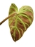 Philodendron verrucosum 'rojo'