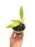 Epipremnum amplissimum 'variegata' P - Folhas Raras