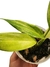 Epipremnum amplissimum 'variegata' P - loja online
