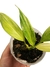Epipremnum amplissimum 'variegata' P na internet