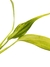 Epipremnum amplissimum 'variegata' P - comprar online