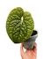 Anthurium luxurians G