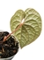 Anthurium luxurians G - comprar online