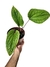 Anthurium 'Sirih' (Anthurium luxurians X Anthurium radicans) G