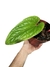 Anthurium 'Sirih' (Anthurium luxurians X Anthurium radicans) G - comprar online