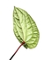 Anthurium 'Sirih' (Anthurium luxurians X Anthurium radicans) G na internet