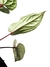 Anthurium 'Sirih' (Anthurium luxurians X Anthurium radicans) G - Folhas Raras
