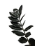 Zamioculcas 'Black' M