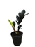 Zamioculcas 'Black' M - comprar online