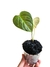 Philodendron x 'Majestic' baby