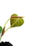 Philodendron x 'Majestic' baby - comprar online