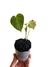 Philodendron x 'Majestic' baby na internet