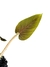 Philodendron serpens P - comprar online