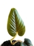 Philodendron serpens P na internet