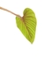 Philodendron squamicaule M - comprar online