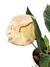 Anthurium scherzerianum 'Mesclado' - comprar online