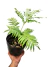 Angiopteris evecta
