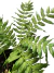 Angiopteris evecta - comprar online