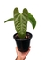 Anthurium recavum G