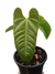 Anthurium recavum G - comprar online