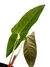 Anthurium recavum G na internet