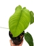 Philodendron tenue M - comprar online