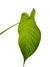 Philodendron tenue M na internet