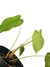 Philodendron tenue M - Folhas Raras