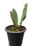 Anthurium superbum