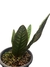 Anthurium superbum - comprar online