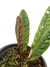 Anthurium superbum - Folhas Raras