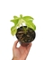 Philodendron pedatum 'variegatum' M - comprar online