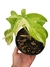 Philodendron pedatum 'variegatum' M